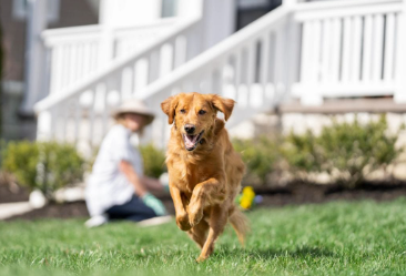 Securing Your Pet's Safety: The Benefits of an Invisible Dog Fence