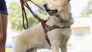 English Labradors Excel as Service Dogs