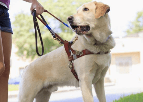 English Labradors Excel as Service Dogs